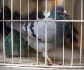 Capture de pigeon à St-Eustache