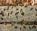 Exterminateur de fourmis à St-Eustache