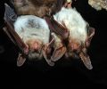 Capture de chauve souris à St-Eustache