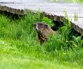 Exterminateur de marmotte à St-Eustache