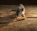 Exterminateur de souris à St-Eustache